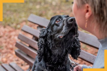 chien empathique odorat