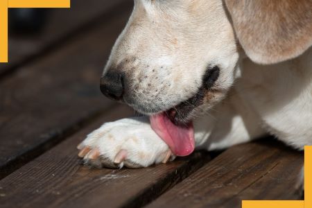 chien qui se lèche