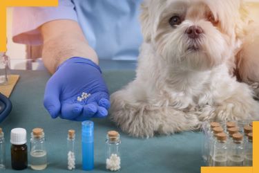 homeopathie-veterinaire