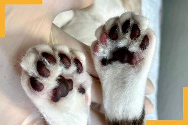 patte chat polydactyle