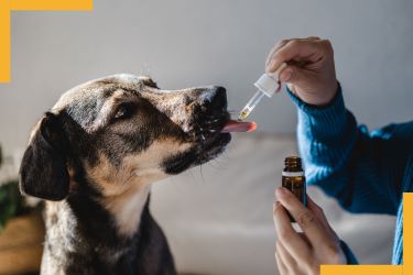 phytotherapie-veterinaire